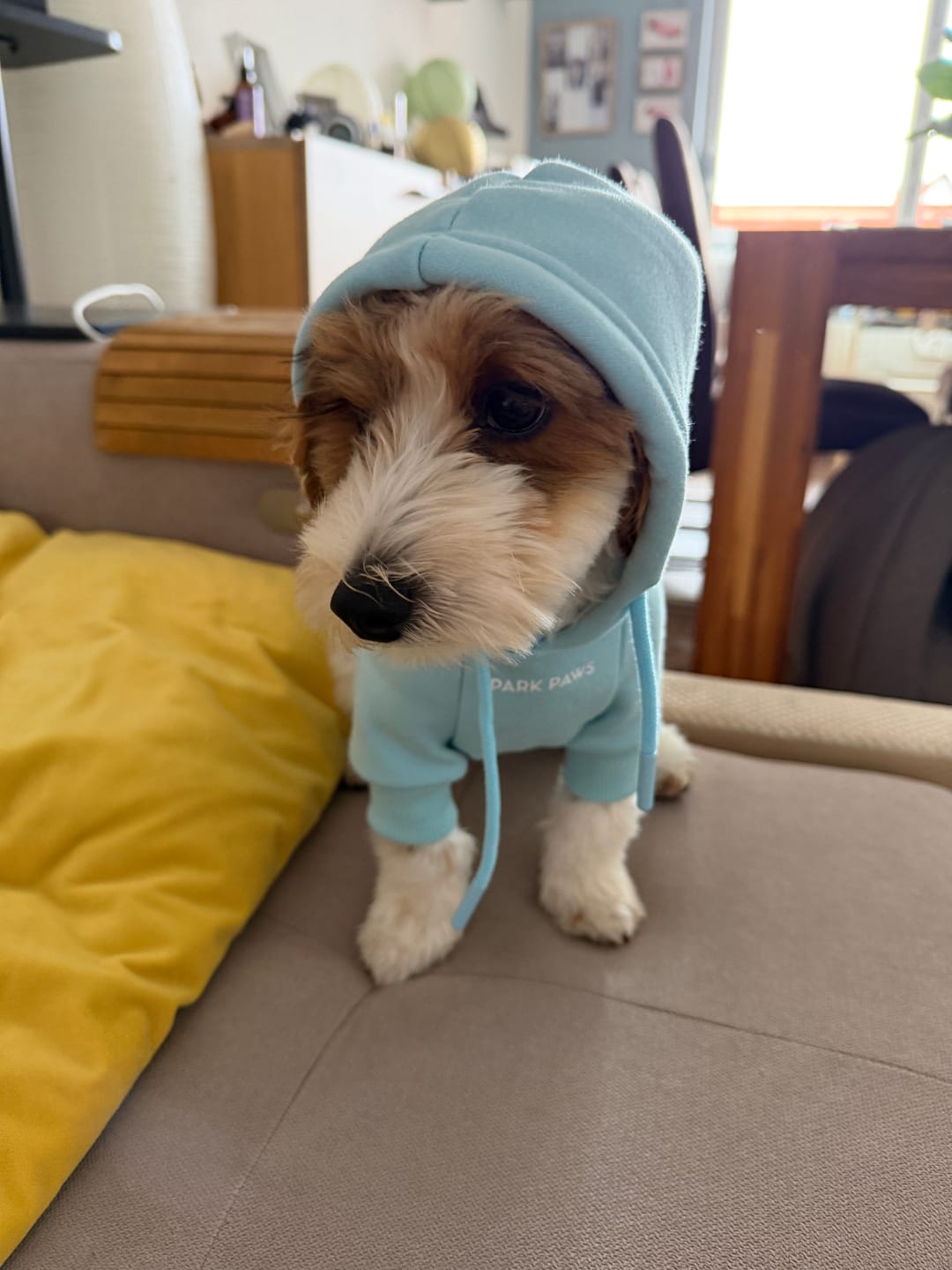 Customer photo review of Essential Dog Hoodie - Baby Blue