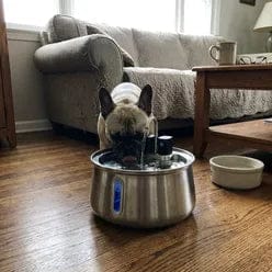 Customer photo review of Health & Happiness Dog Kit