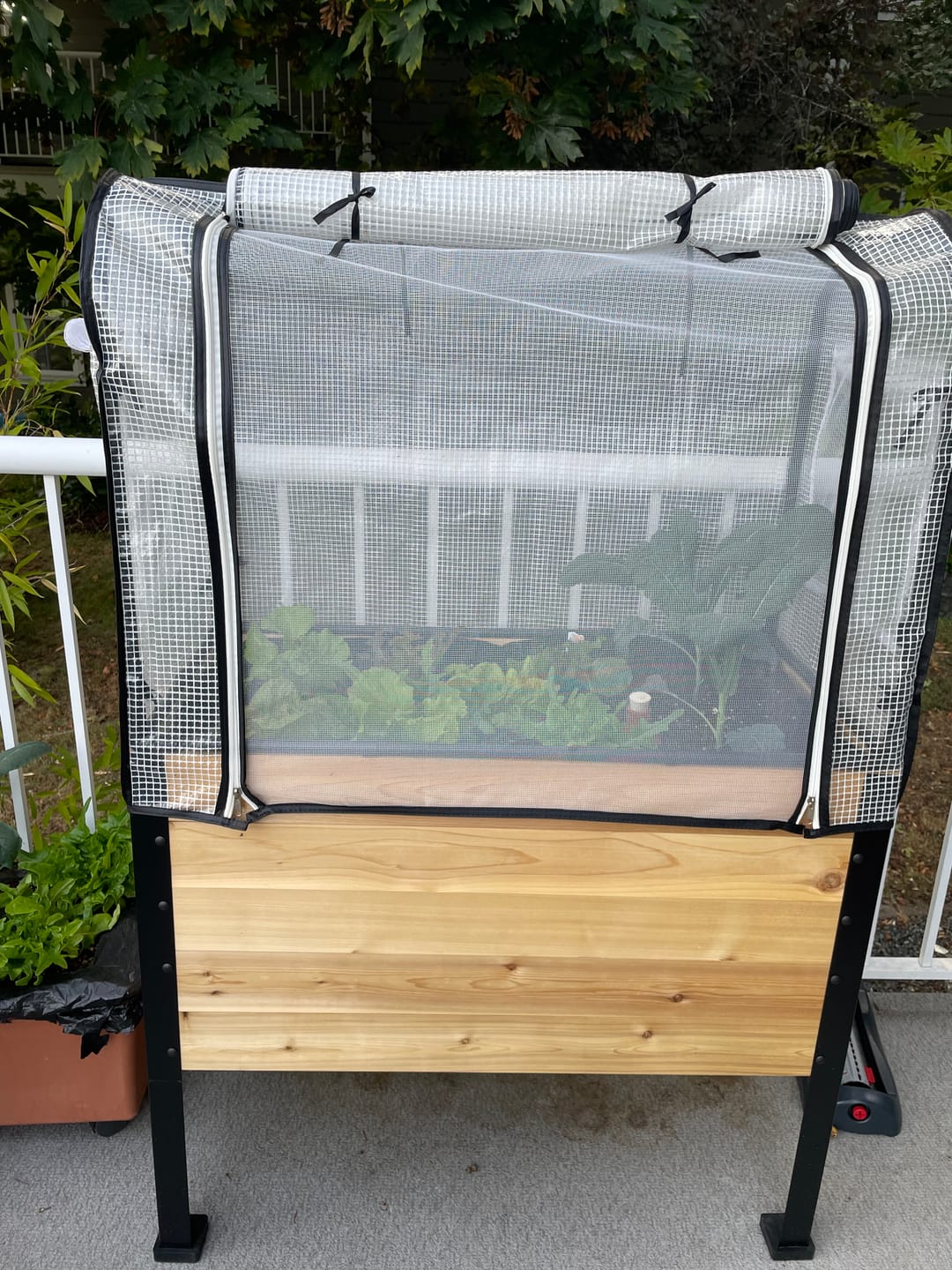 Customer photo review of Greenhouse Cover