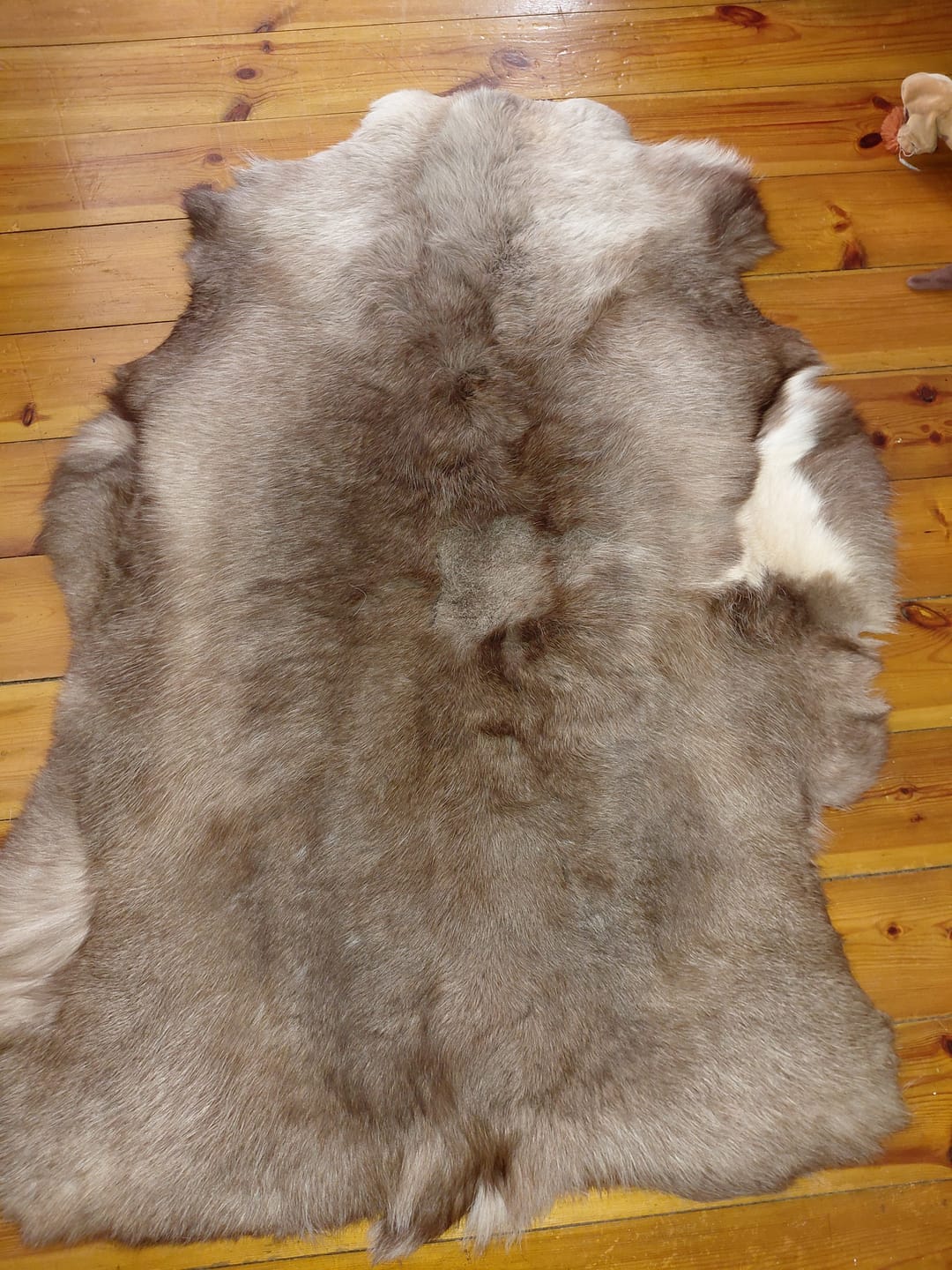 Customer photo review of XL Reindeer Fur Hide - Seconds