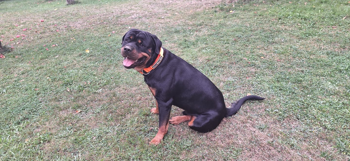 Customer photo review of 5cm Combat® Collar | With Handle & Secure Clip - Orange