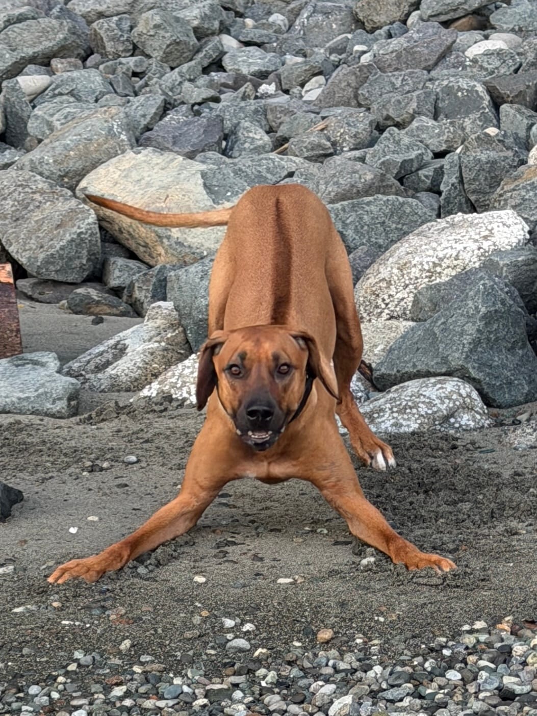 Customer photo review of 6 Inch Monster Bully Stick