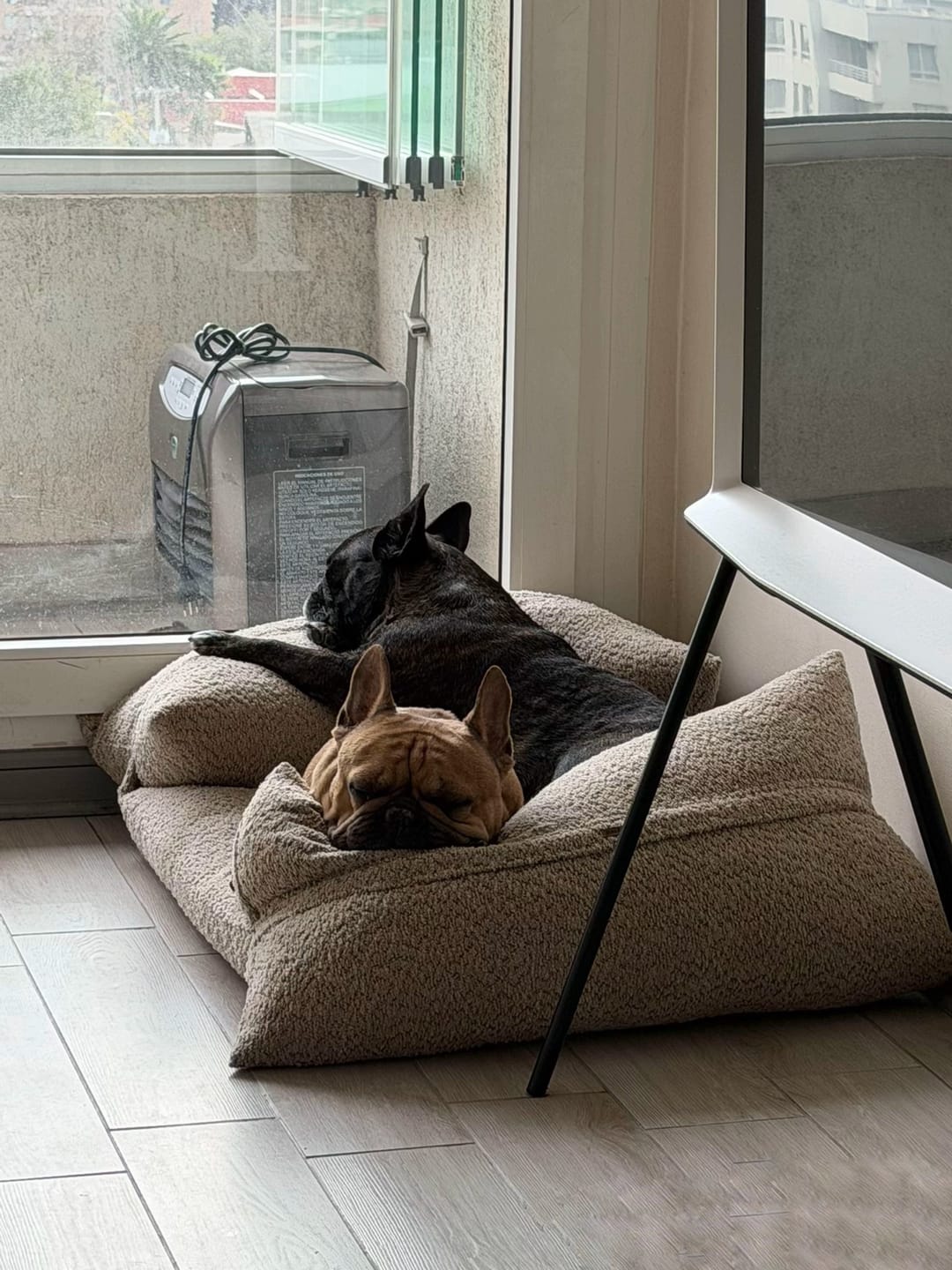 Customer photo review of Cama Yoko Arena M