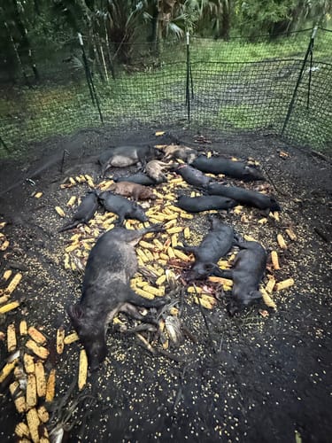 Customer photo review of Pig Brig Trap System