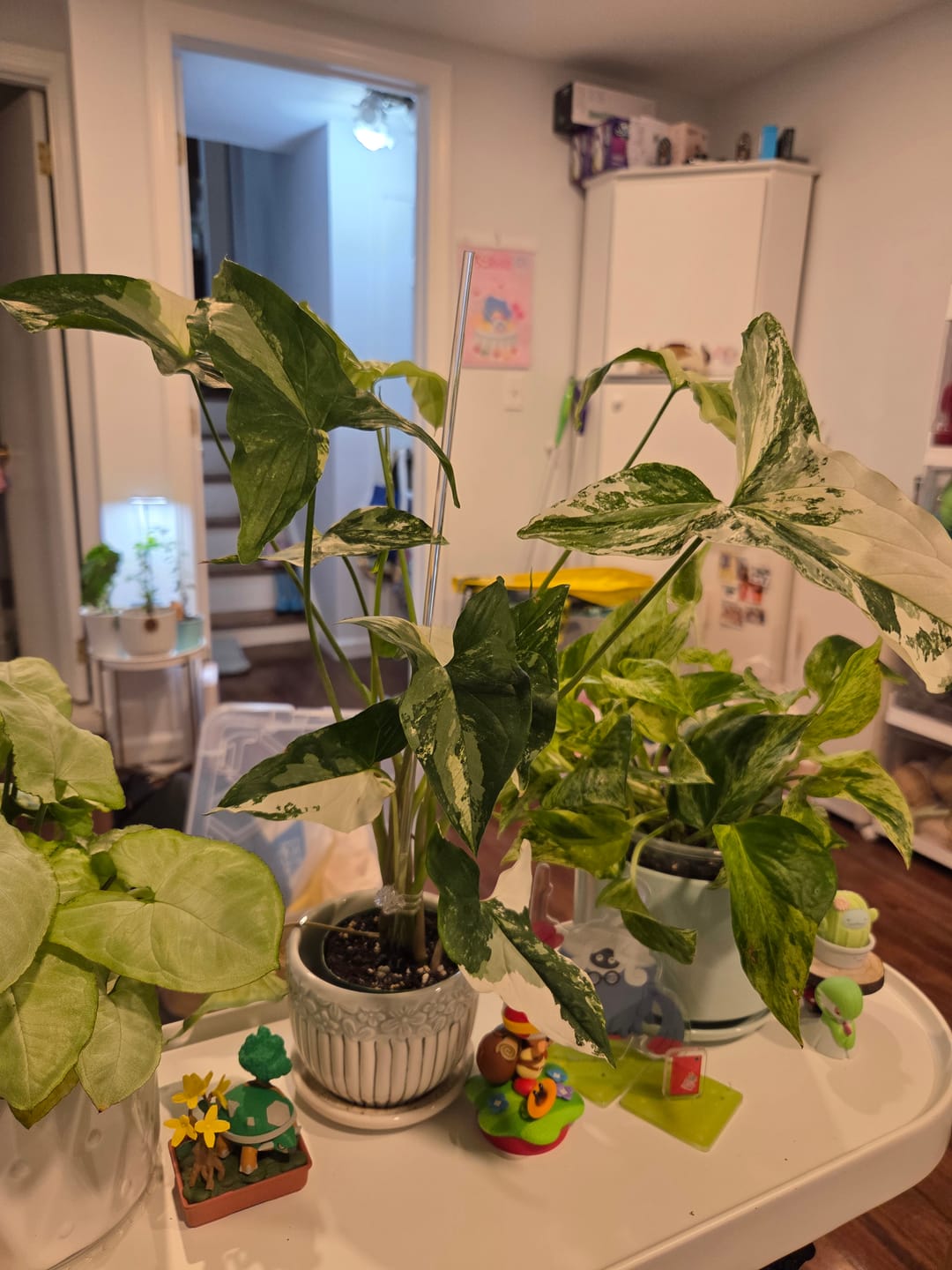 Customer photo review of Syngonium podophyllum albo variegata
