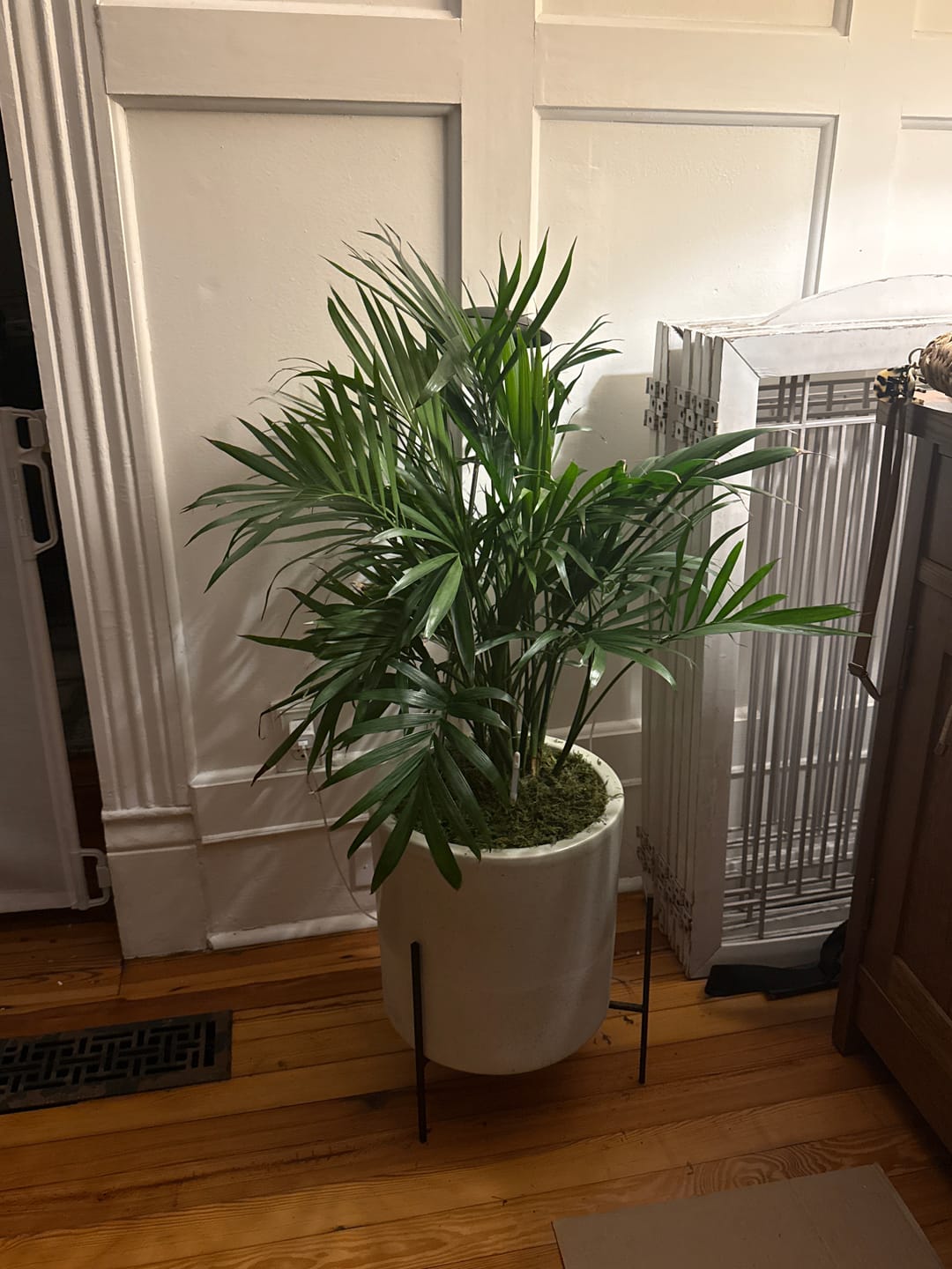 Customer photo review of Kentia Palm Double, Howea Forsteriana