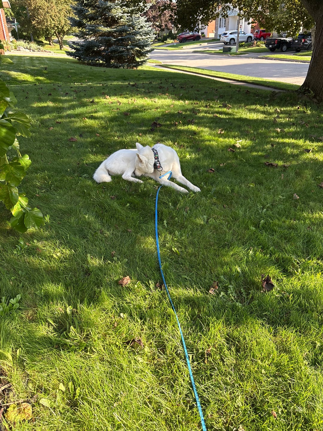 Customer photo review of Biothane Long Line with Detachable Handle