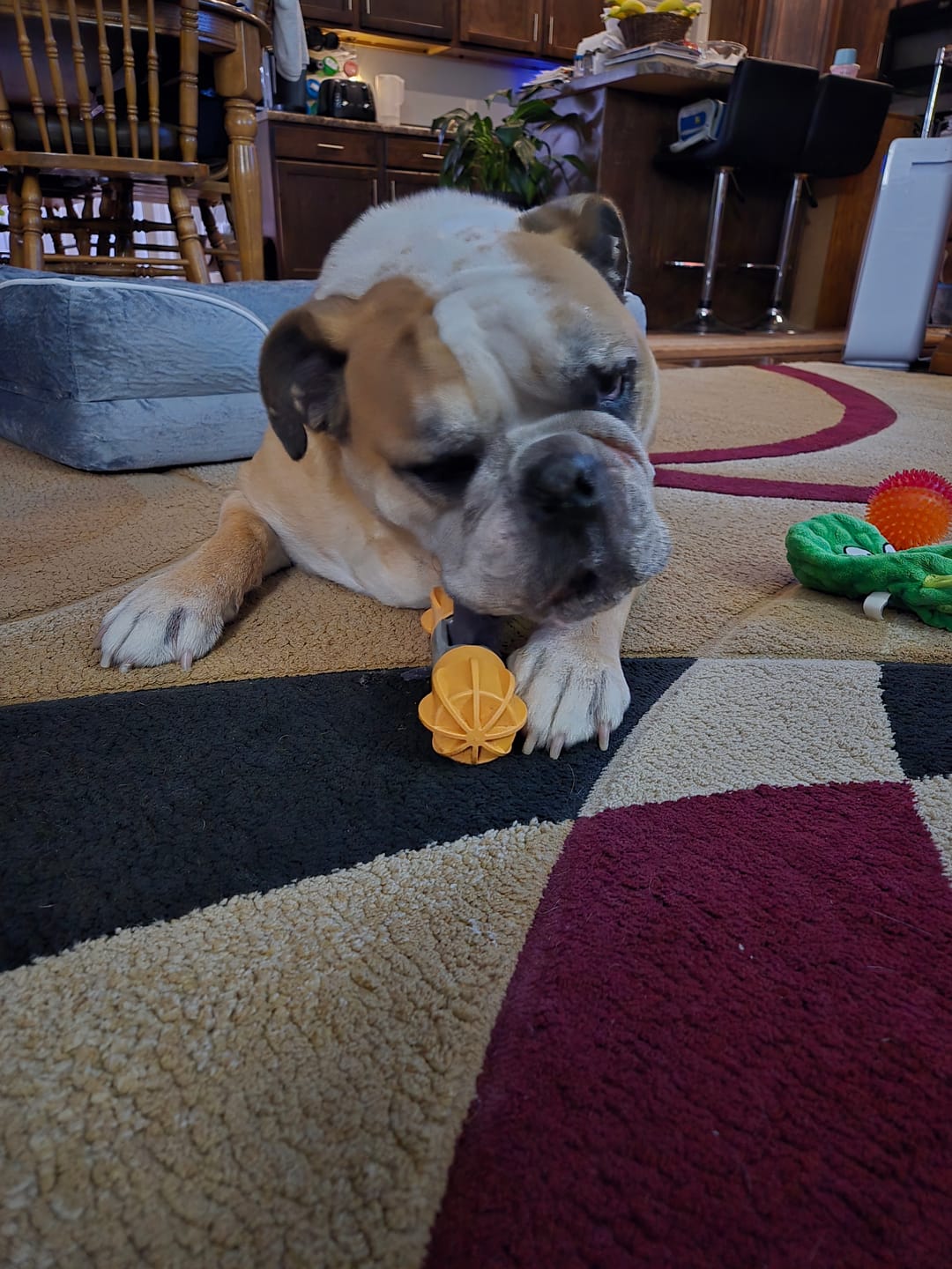Customer photo review of Blueberry Yak Chew — Antioxidants, Vitamins C & K, Heart Health