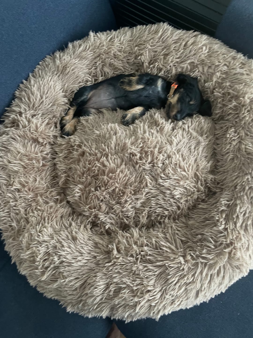 Customer photo review of THE ORIGINAL - Donut hundeseng (coffee)