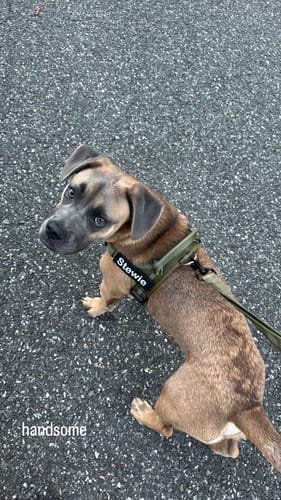 Customer photo review of Personalized Dog Walking Bundle
