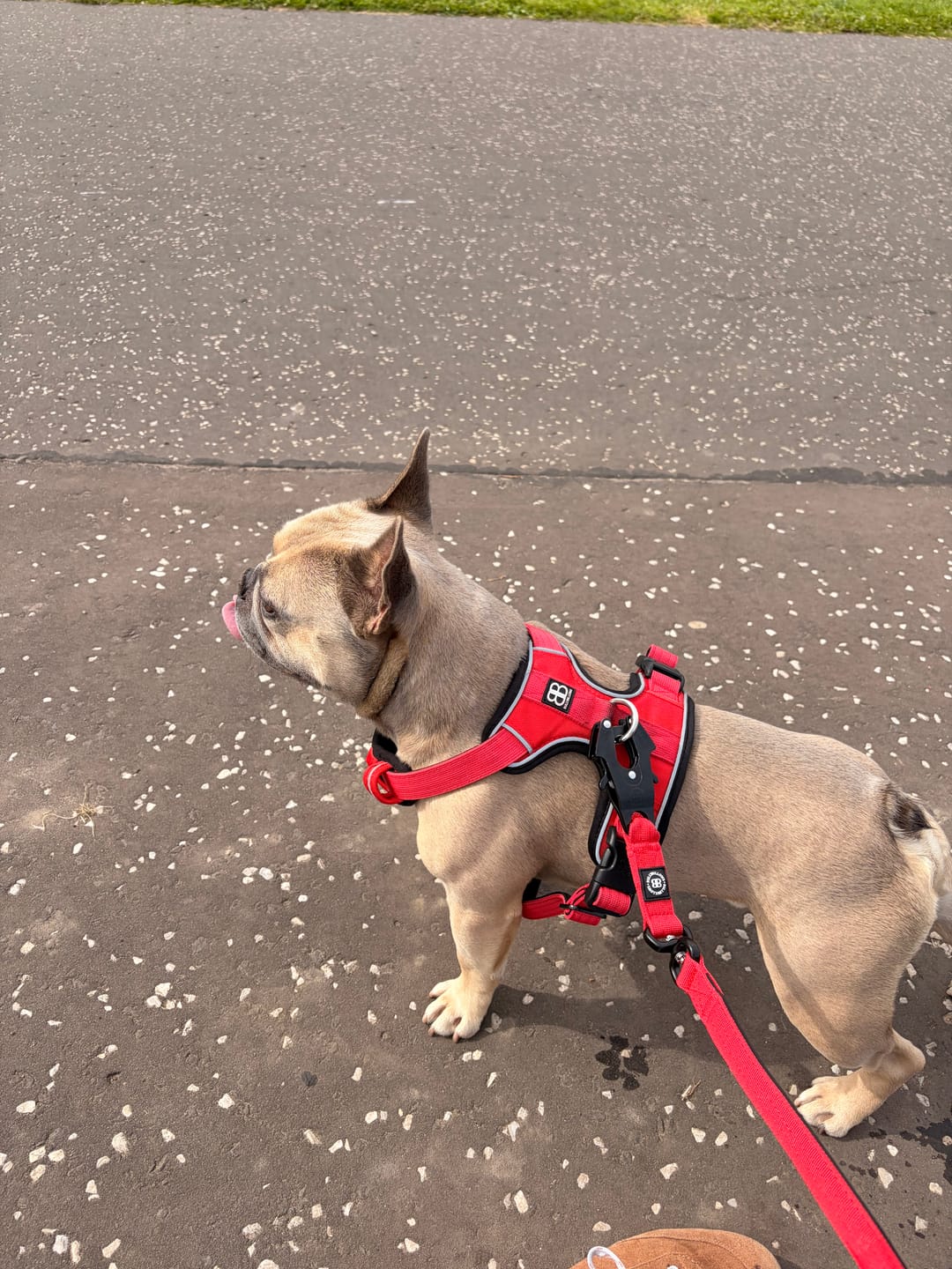 Customer photo review of 1.4m Swivel Combat Lead | Anti-Tangle & Secure Clip - Red