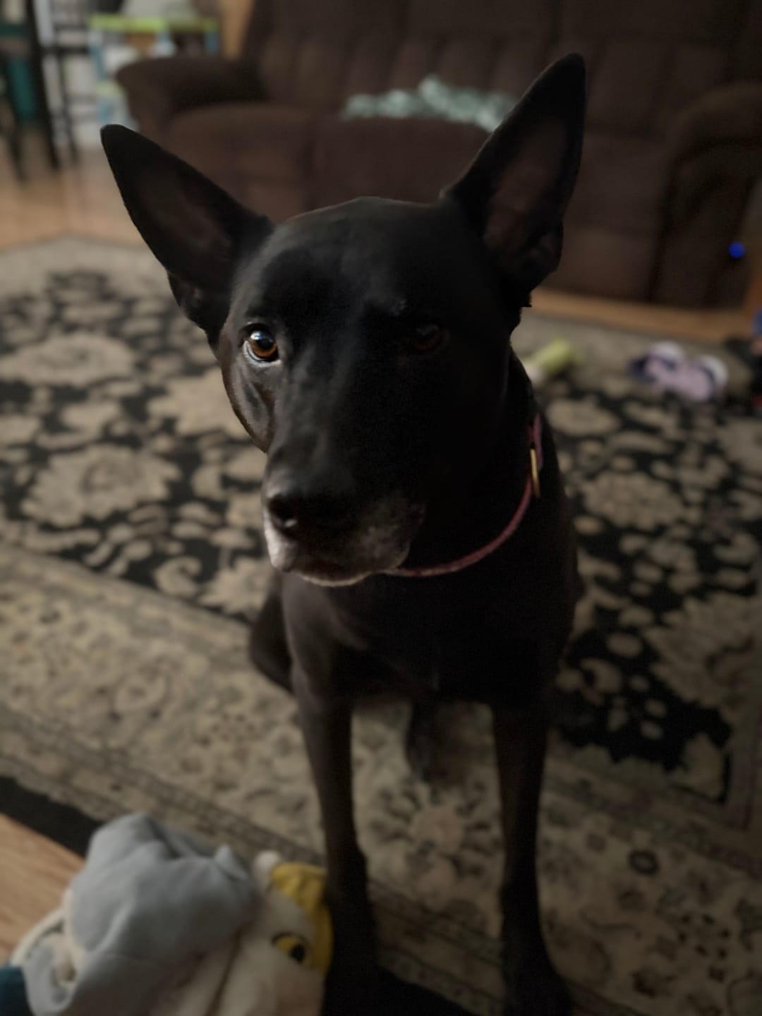 Customer photo review of Iron Paws Daily Human-Grade Superfood For Dogs