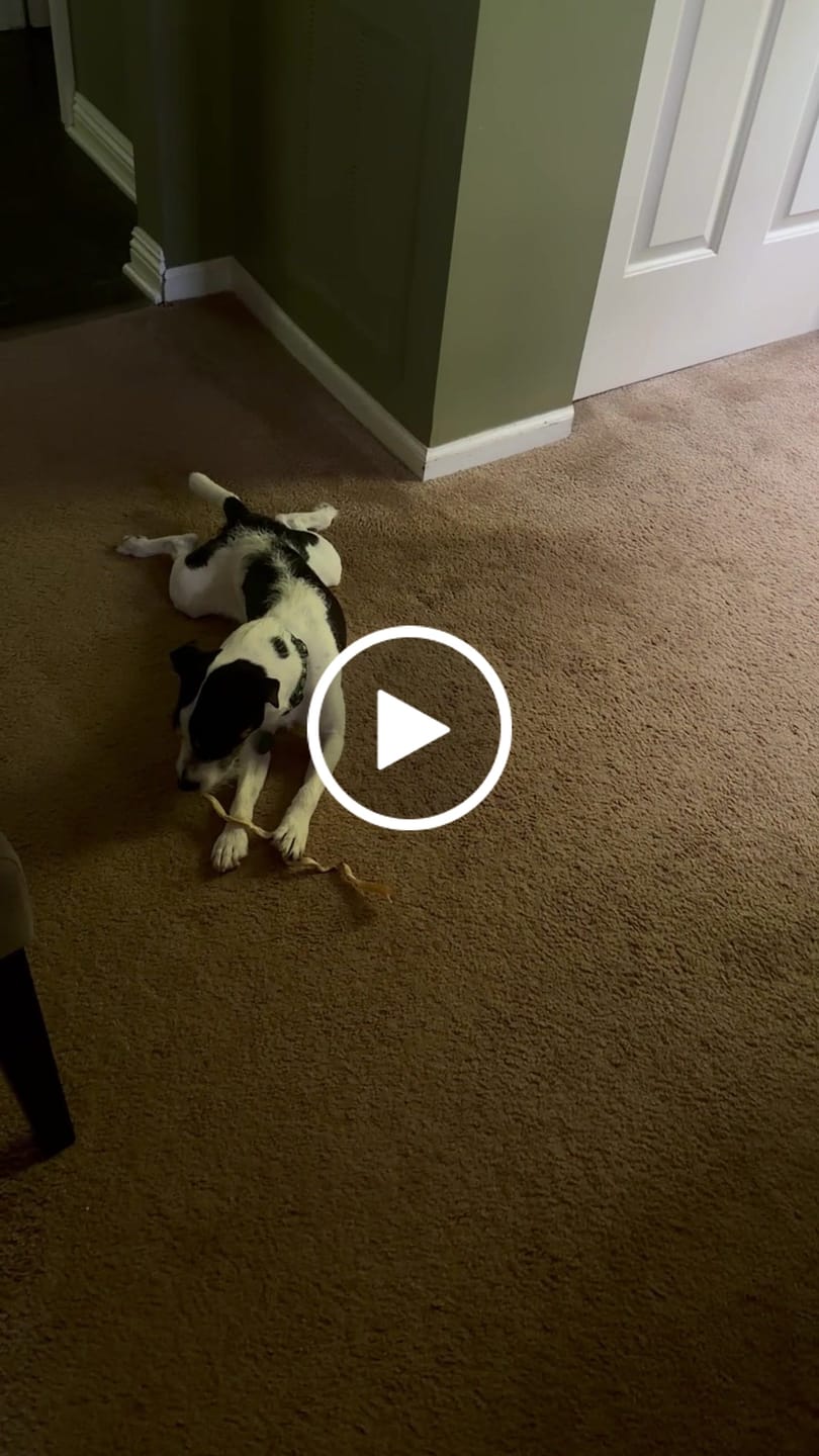 Customer video review of Ostrich Tendon Twister (12" x 2.5" x 1"): The Satisfying, All-Natural Chew for Dental Health & Joint Support