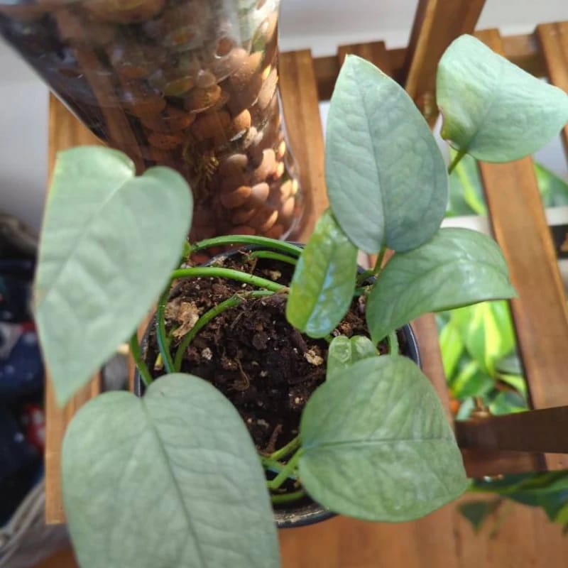 Customer photo review of Epipremnum Pinnatum 'Cebu Blue' Pothos in a Nursery Pot | Rare Cebu Blue Epipremnum Pinnatum | Gift Houseplants