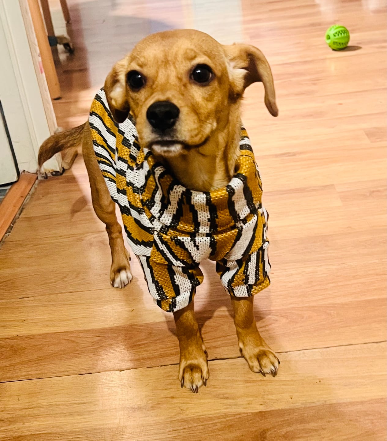 Customer photo review of Chaleco Zebra Mostaza
