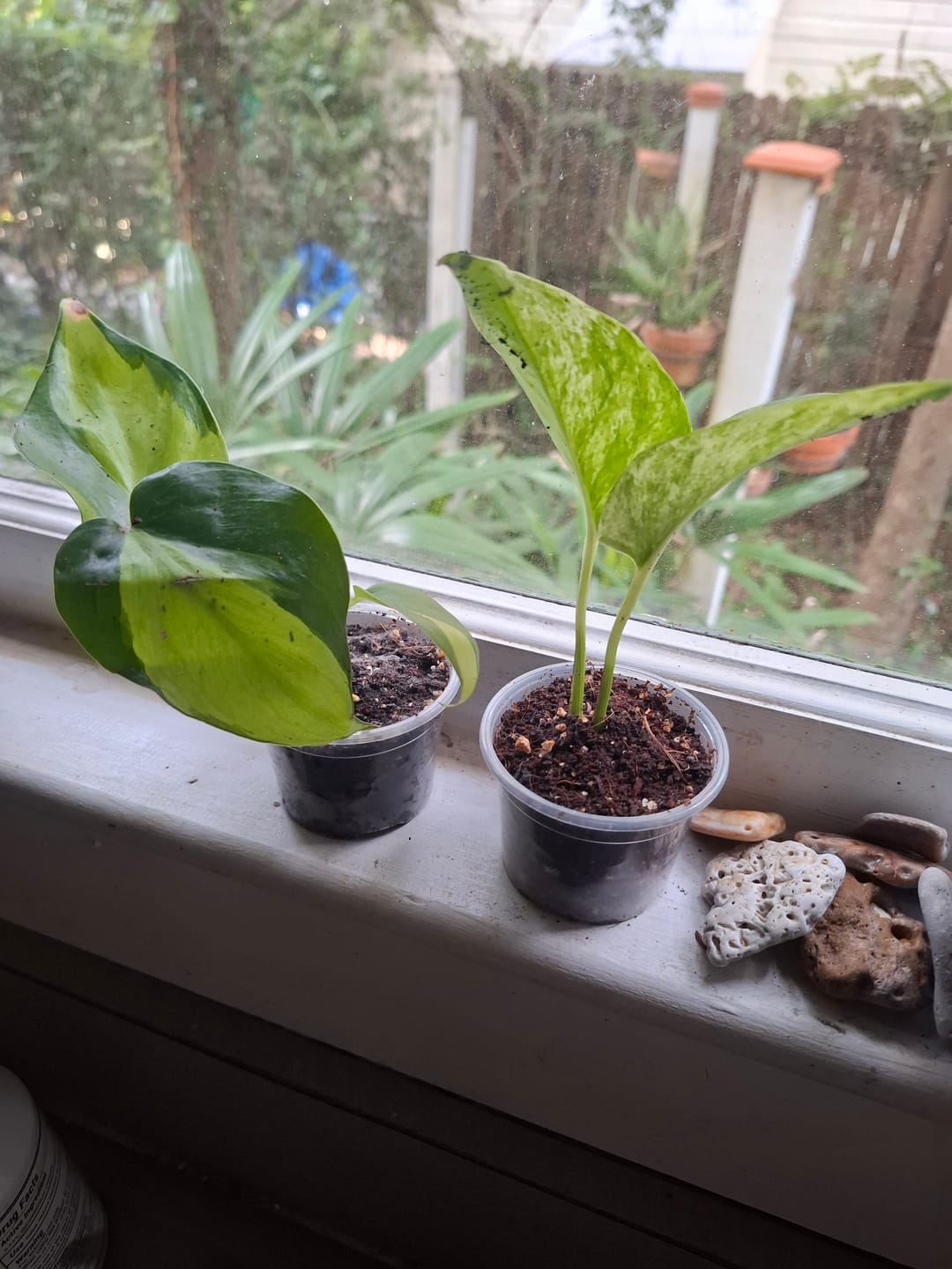 Customer photo review of Rare Brasil philodendron Cuttings & Nursery Pots - Easy Care Houseplant Brasil Extremely Rare Low Light indoor vining plant office plant