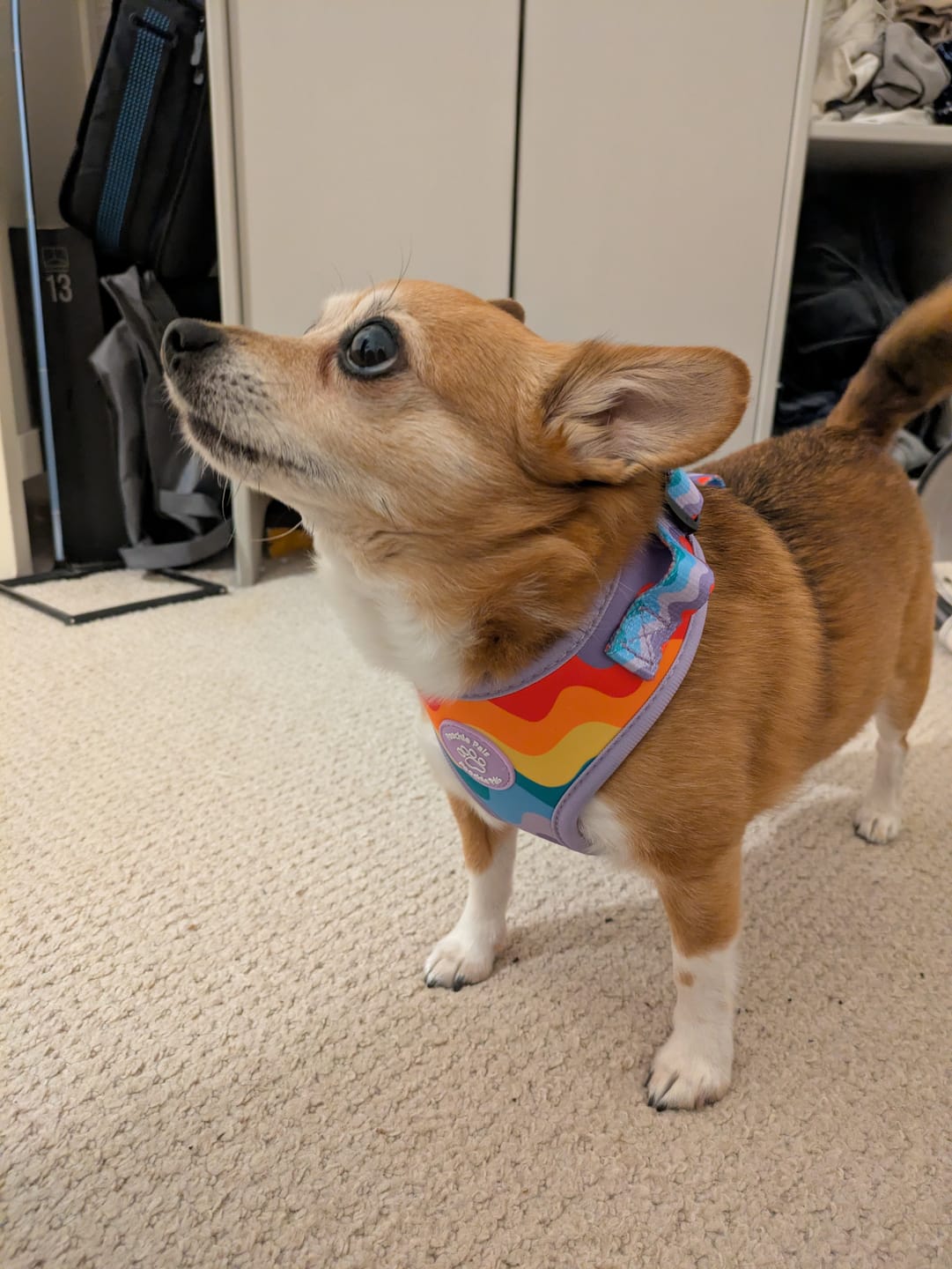 Customer photo review of Rainbow Walkies Adjustable Harness