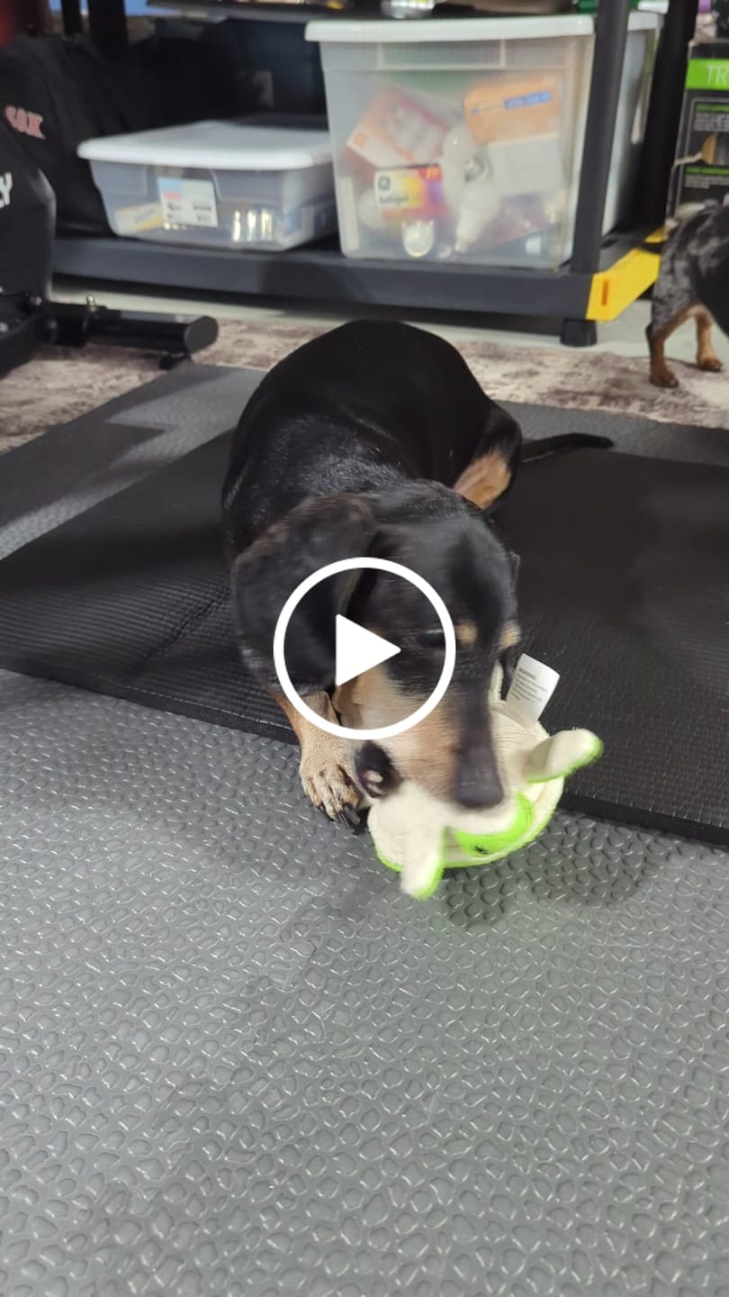 Customer video review of Daily Healthy-Aging Support for Aging Dogs
