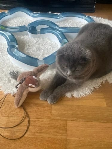 Customer photo review of Motion-Activated Flapping Bird Cat Toy