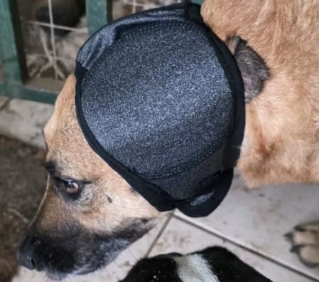 Customer photo review of Orejeras aislantes de sonido para perros