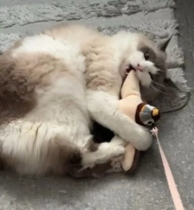 Customer photo review of Motion-Activated Flapping Bird Cat Toy