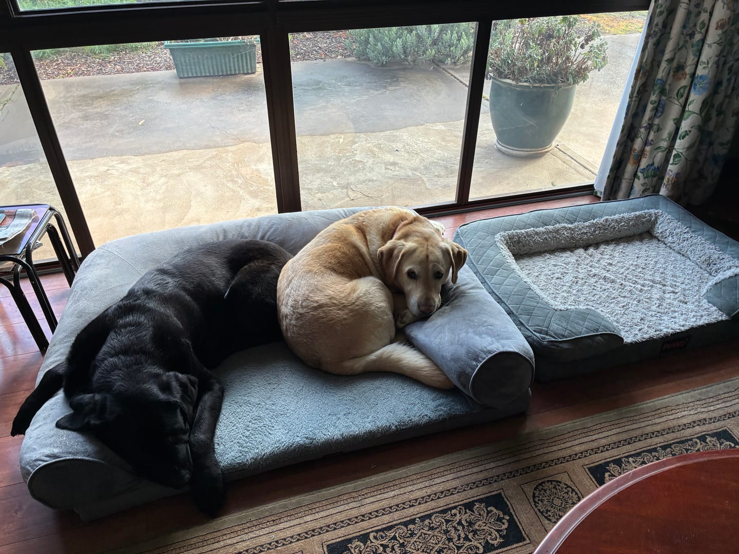 Customer photo review of Orthopedic Memory Foam Dog Bed
