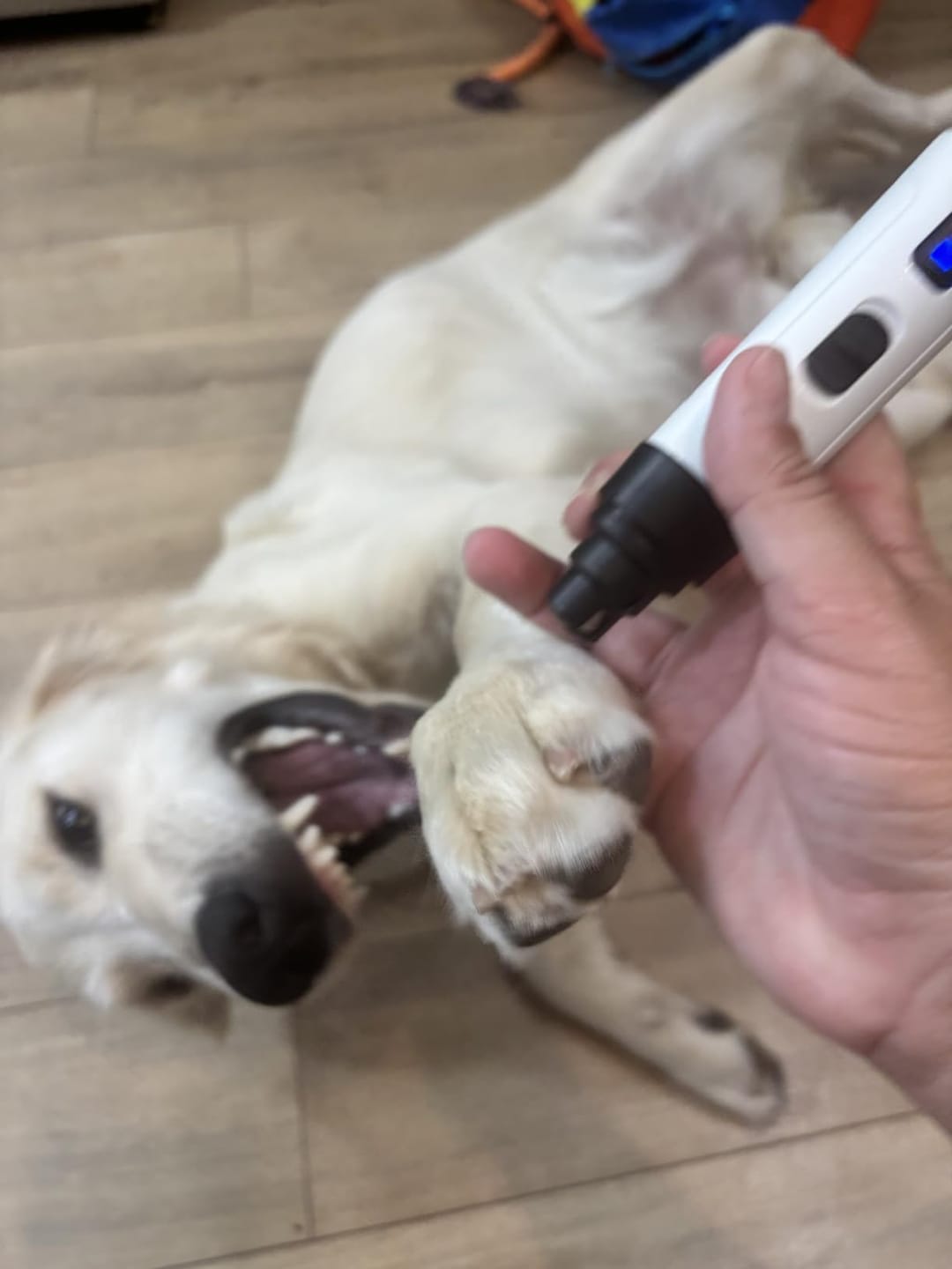 Customer photo review of Clawlegs™ GrindPaw