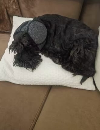 Customer photo review of Orejeras aislantes de sonido para perros