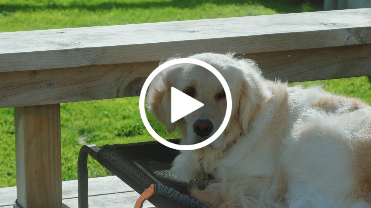Customer video review of Osmo Cinematic LUTs