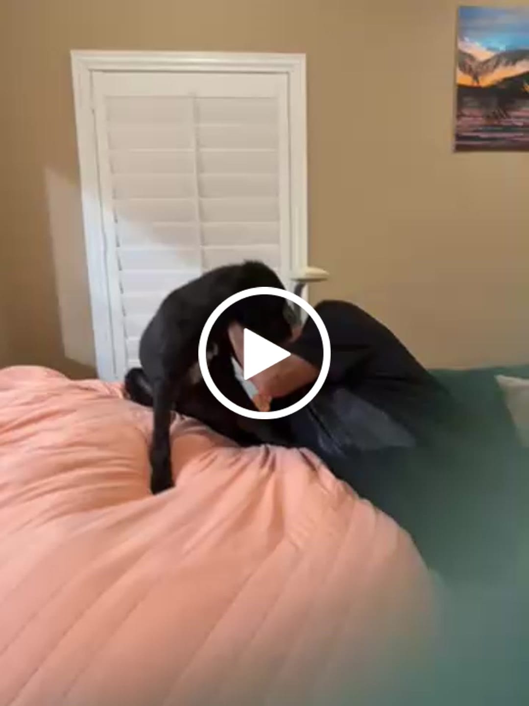Customer video review of Funny Peeking Apricot Goldendoodle T-Shirt