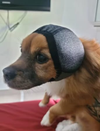 Customer photo review of Orejeras aislantes de sonido para perros