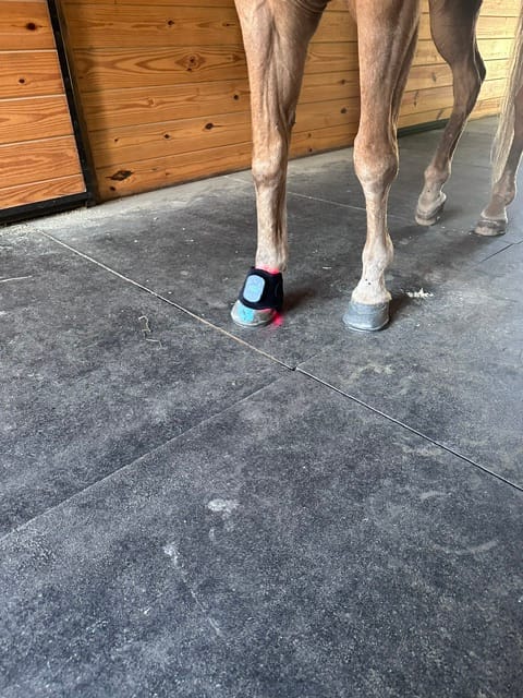 Customer photo review of HorseHalo™ HaloLegs Mini
