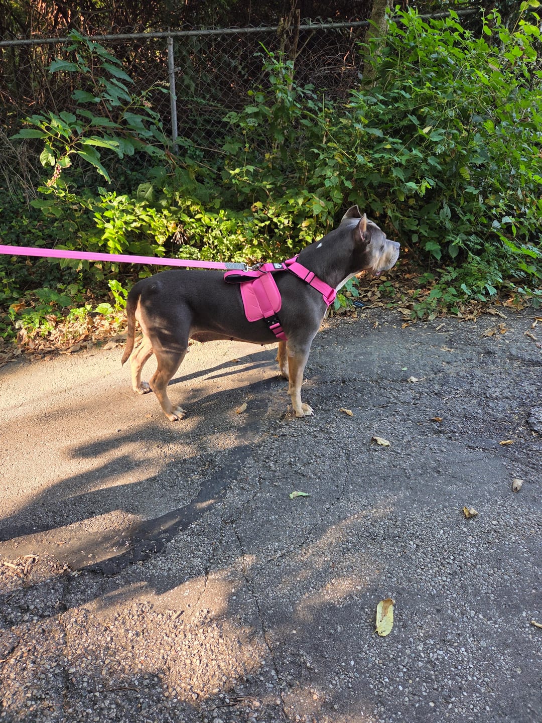 Customer photo review of No Pull Bully Proof Harness