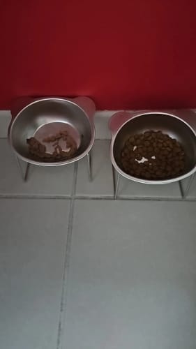 Customer photo review of Sanebu™ Orthopedic Elevated Bowl for Small Dogs NO