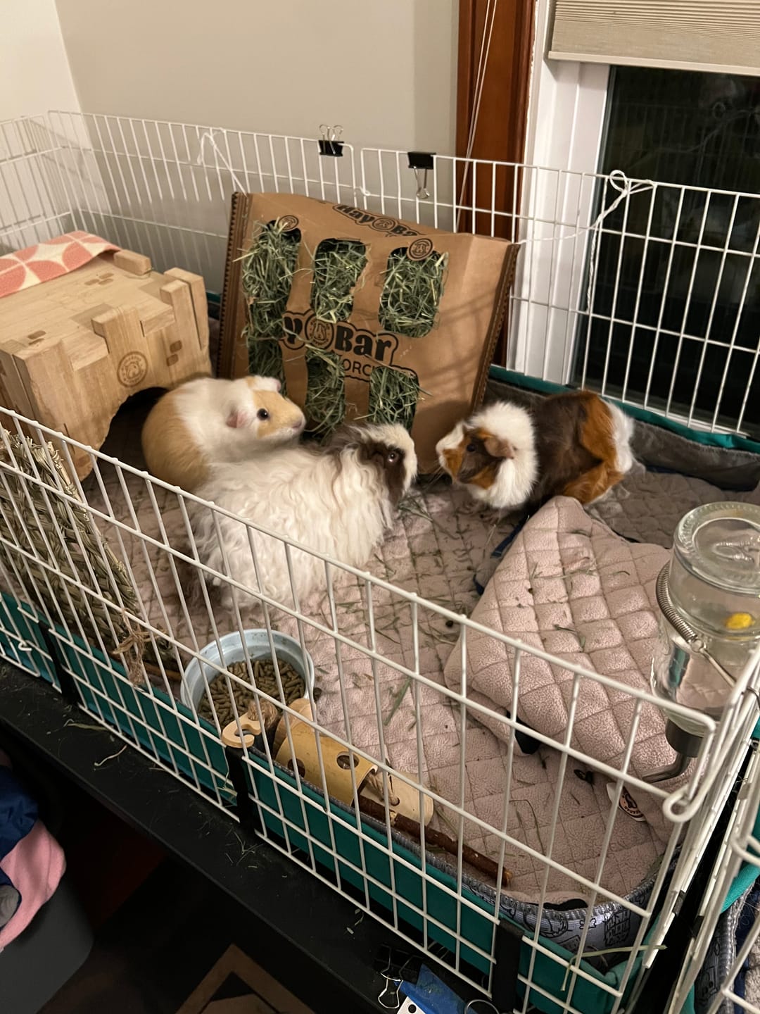 Customer photo review of GuineaDad Orchard Hay Bar for Guinea Pigs (5 Pack)