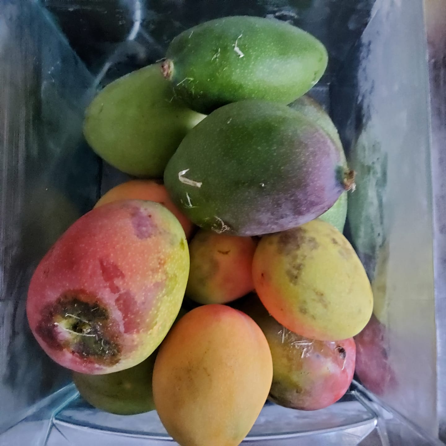 Customer photo review of Mango Kent von Julian Sonderaktion %