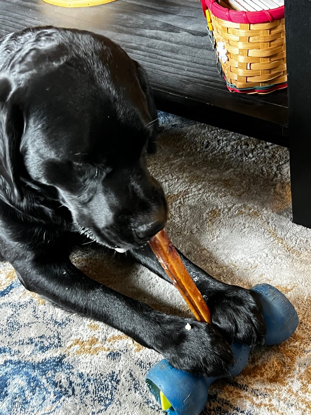 Customer photo review of 12 Inch Monster Bully Stick
