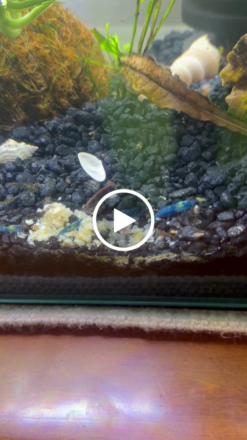 Customer video review of Skittles Shrimp