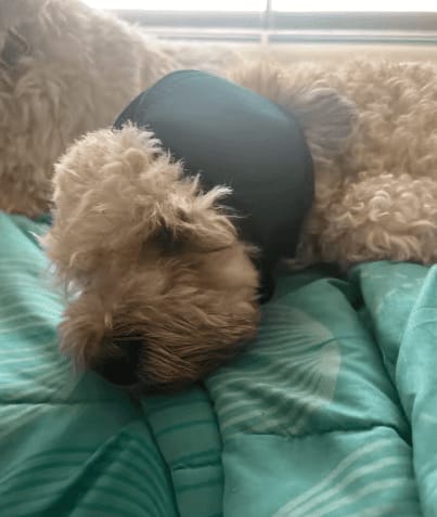 Customer photo review of Orejeras Anti-Estrés para Perros
