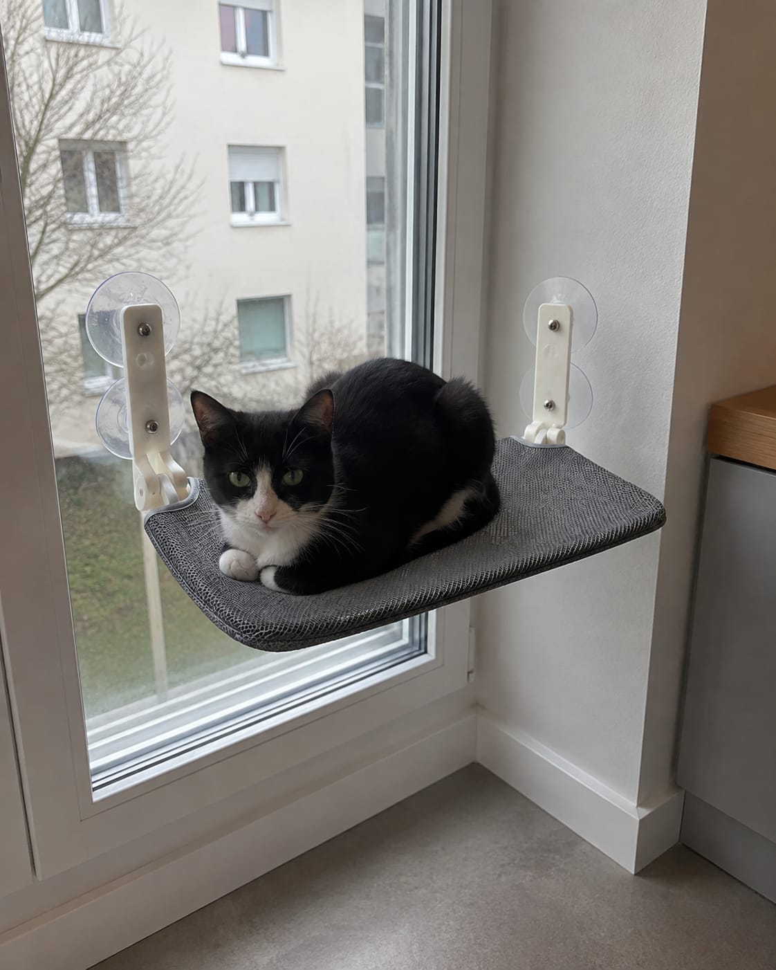 Customer photo review of Secure & Stylish Cat Window Perch Hammock