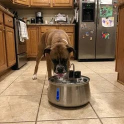 Customer photo review of Health & Happiness Dog Kit