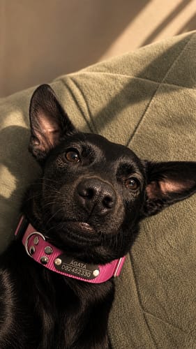 Customer photo review of Collar Remachado Básico (Perro)