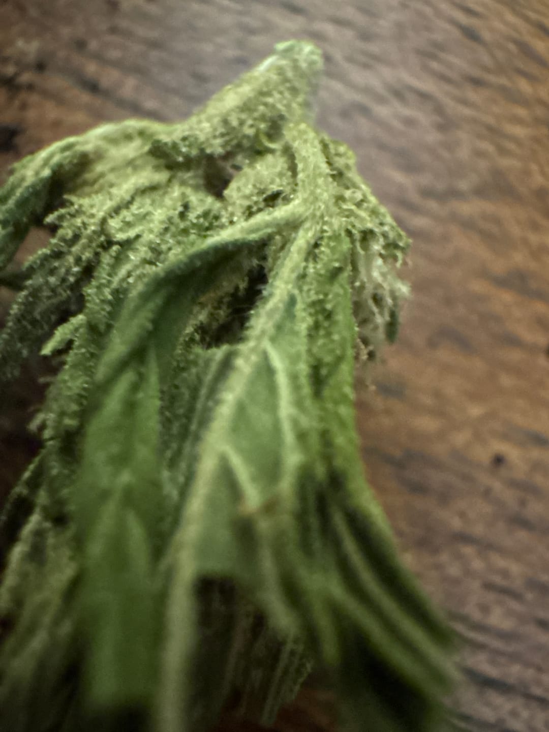 Customer photo review of Chem Dawg - 28 Grams - Hybrid