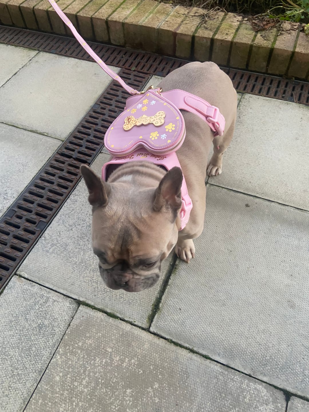 Customer photo review of Dog Lead
