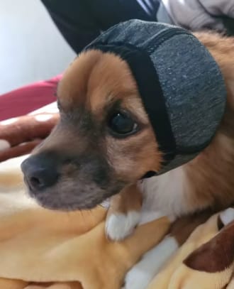 Customer photo review of Orejeras aislantes de sonido para perros
