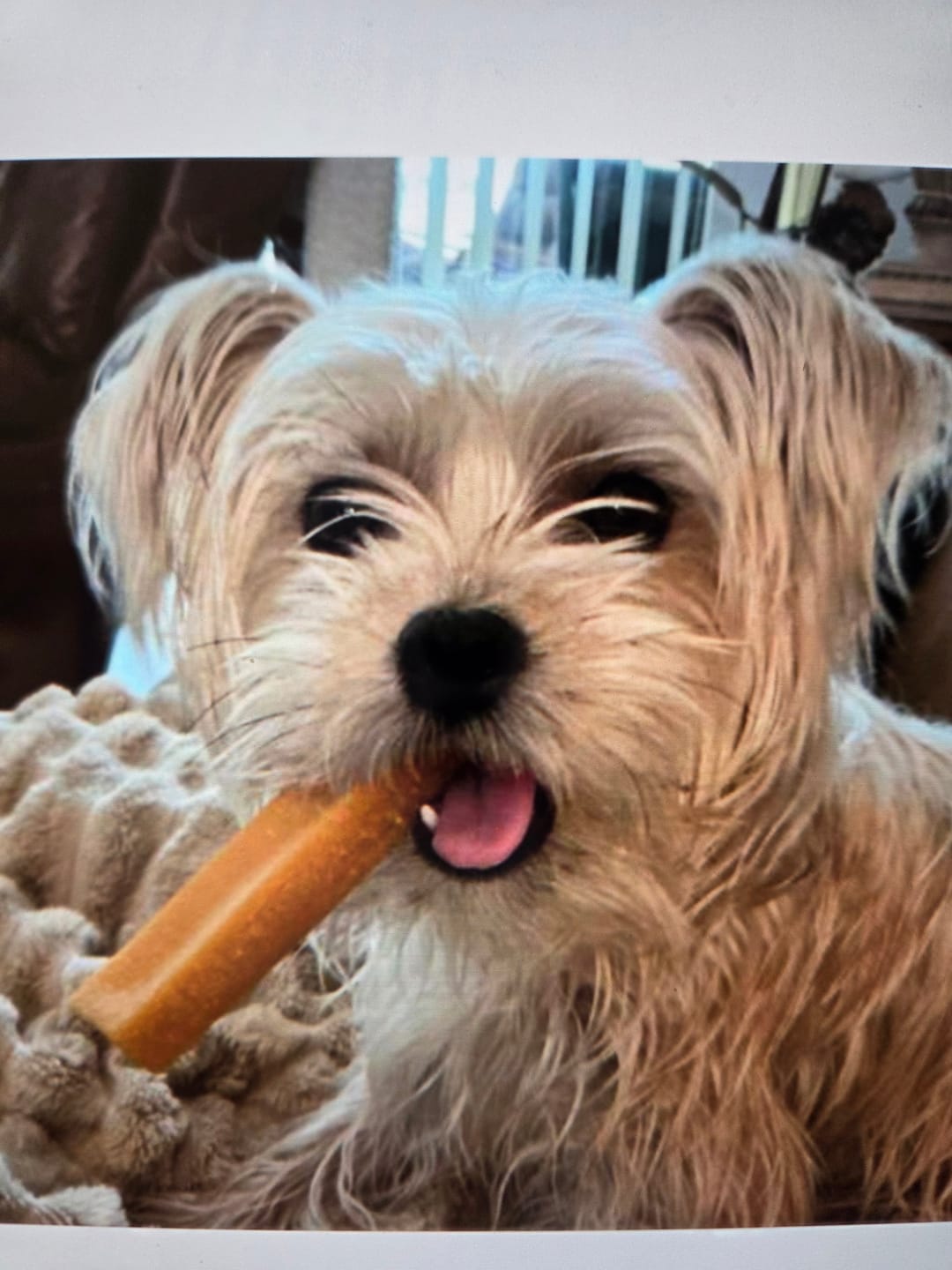 Customer photo review of Pumpkin Yak Chew — Fiber-Rich, Supports Digestion Naturally