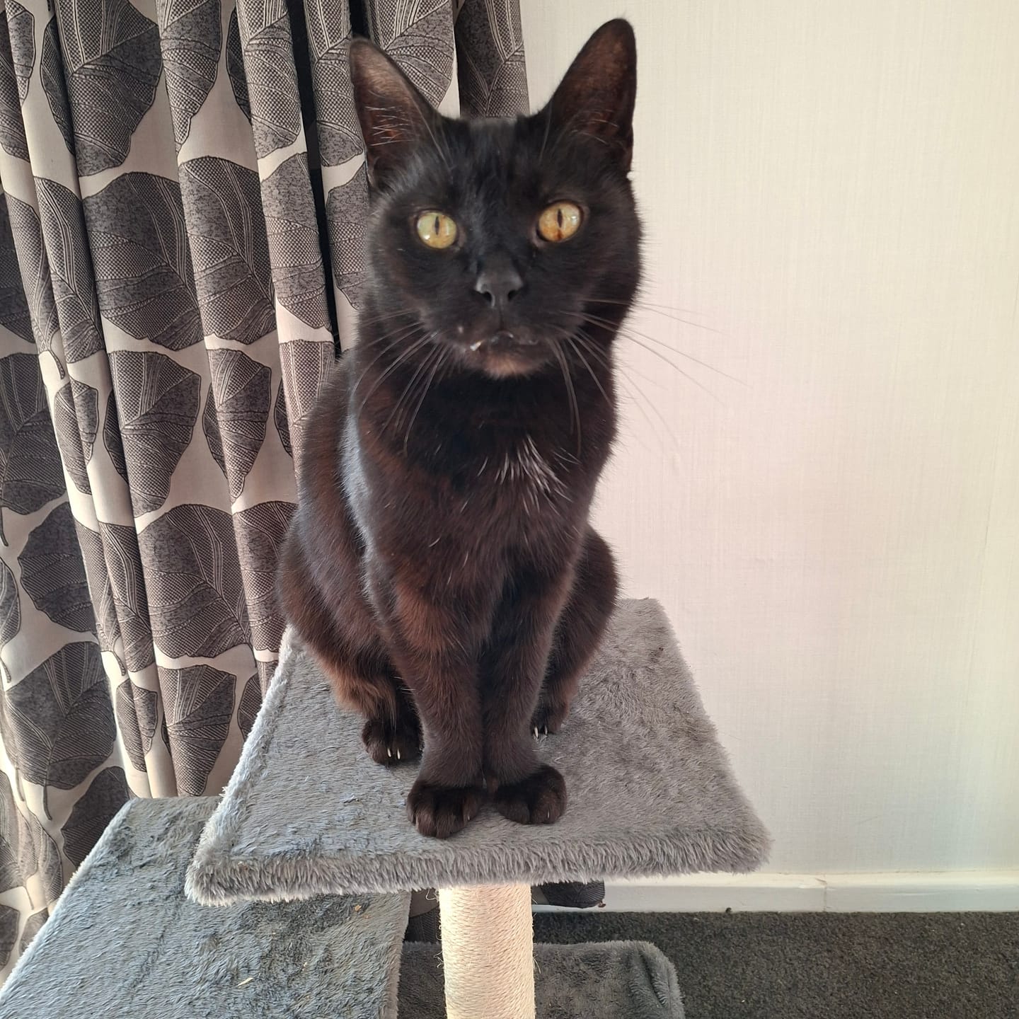 Customer photo review of Hill's Science Diet Adult 7+ Hairball Control Senior Dry Cat Food