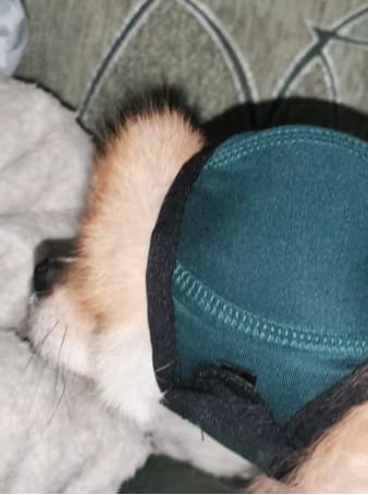 Customer photo review of Orejeras aislantes de sonido para perros