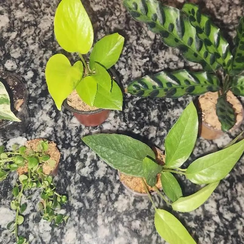 Customer photo review of Epipremnum Pinnatum 'Cebu Blue' Pothos in a Nursery Pot | Rare Cebu Blue Epipremnum Pinnatum | Gift Houseplants