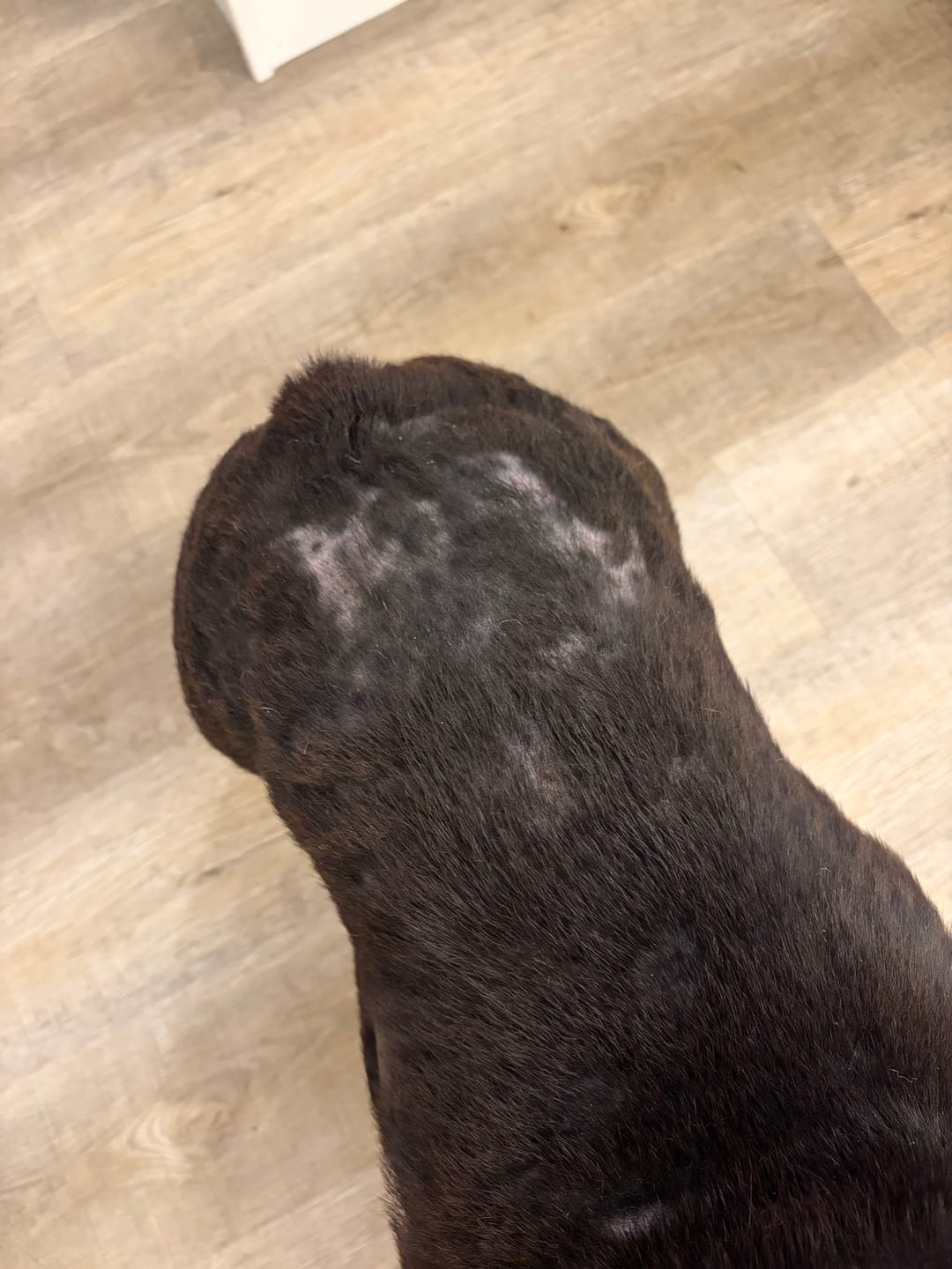 Customer photo review of Paw Licker Bundle